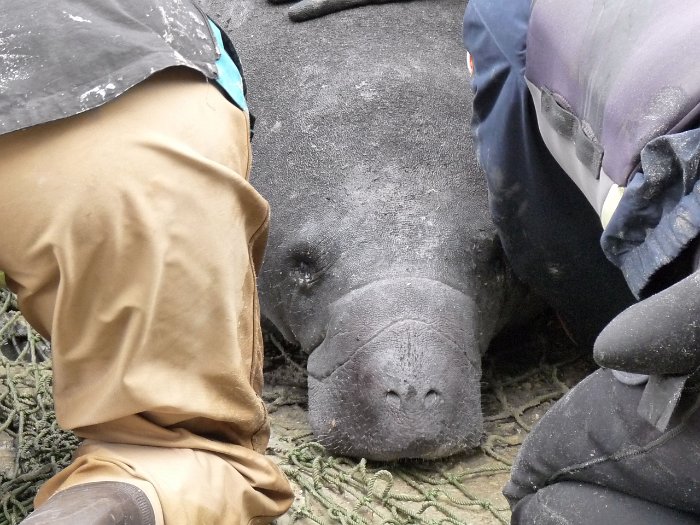 Manatees2010 (12)